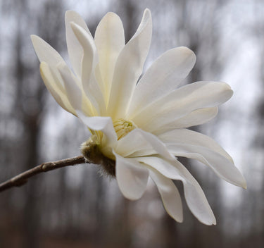 5 STAR MAGNOLIA Stellata TREE Seeds - Fragrant White to Pink Big 4